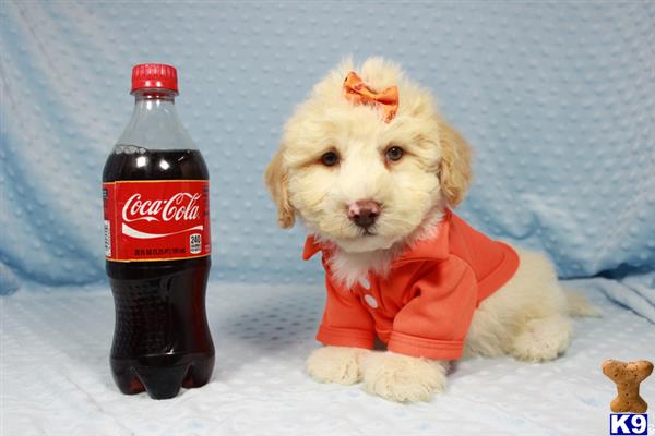 lvpuppyheaven Picture 1